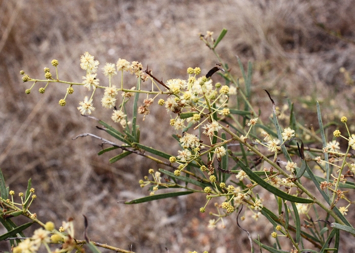 Australian Plants Fabaceae